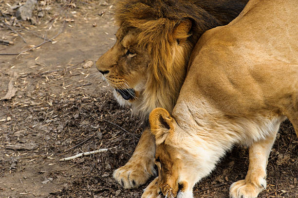 istock Mighty Lion and lioness 470249296