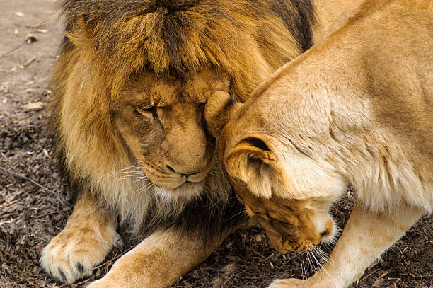 istock Mighty Lion and lioness 470249300