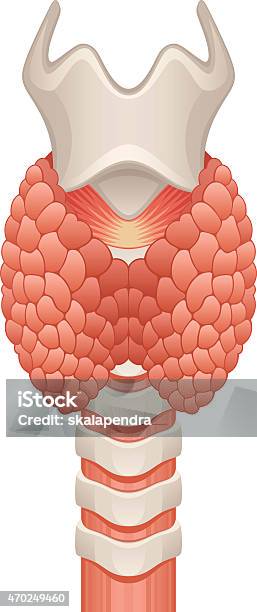 Glande Thyroïde Vecteurs libres de droits et plus d'images vectorielles de Anatomie - Anatomie, Oesophage, 2015