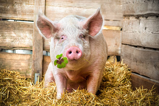 Lucky Pig Pig on hay and straw green shamrock in snout animal husbandry photos stock pictures, royalty-free photos & images