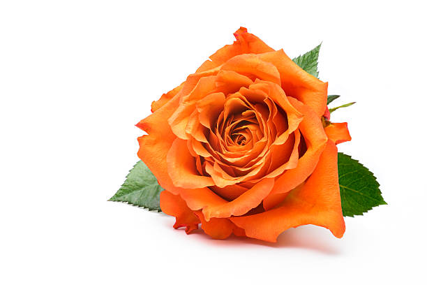 66,600+ Orange Roses Stock Photos, Pictures & Royalty-Free Images - Istock  | Red Orange Roses, Orange Roses High Angle, Orange Roses Background