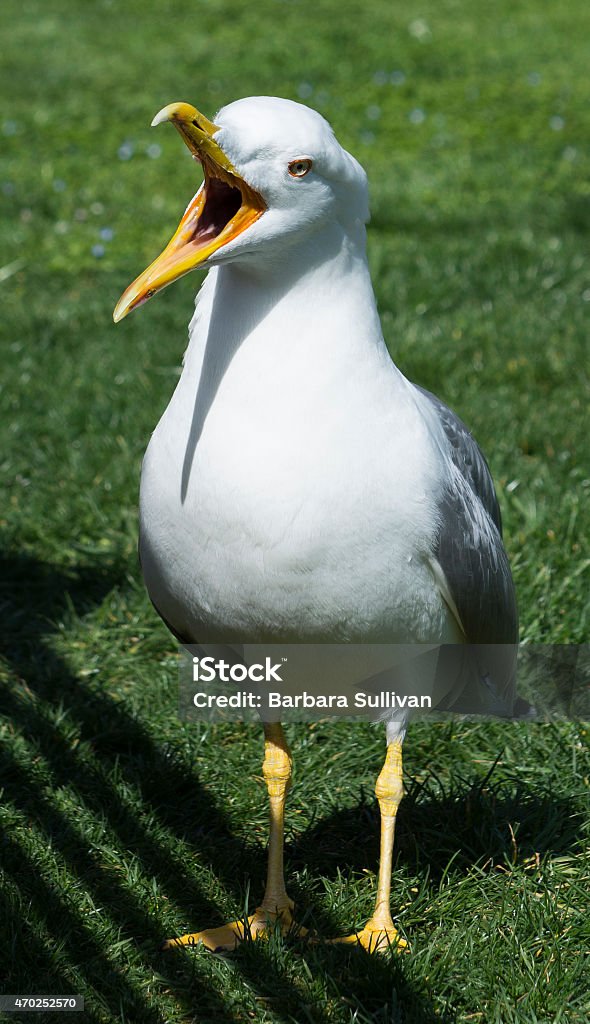 Seagull Laridae With Mouth Wide Open A Seagull Laridae stands with its mouth wide open. 2015 Stock Photo