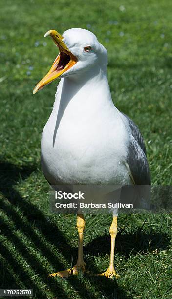 Seagull Laridae With Mouth Wide Open Stock Photo - Download Image Now - 2015, Bird, Close-up