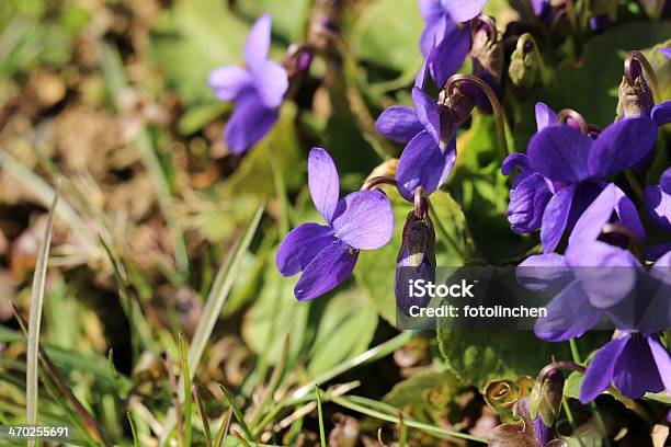 Veilchen Stockfoto und mehr Bilder von Blau - Blau, Blume, Blüte