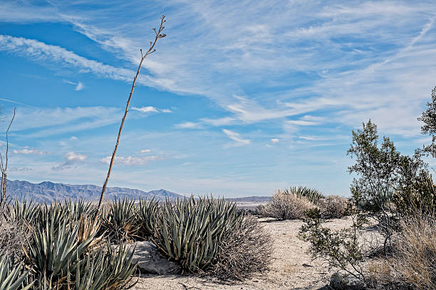 Mohave Desert Landscape Near Borrago Springs