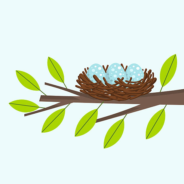 gniazdo ptaszka - birds nest animal nest animal egg blue stock illustrations