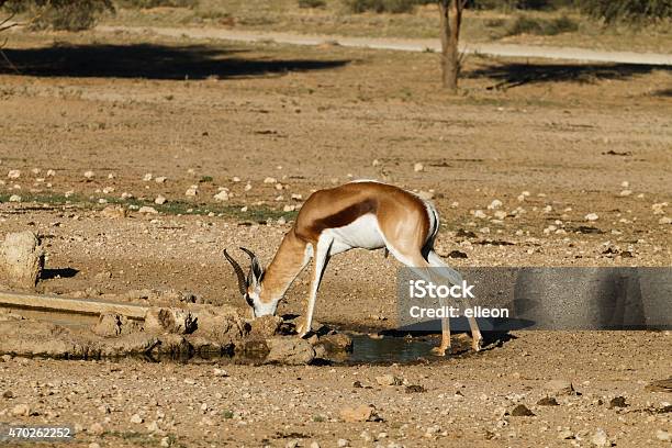 Springbok Stock Photo - Download Image Now - 2015, Africa, Animal