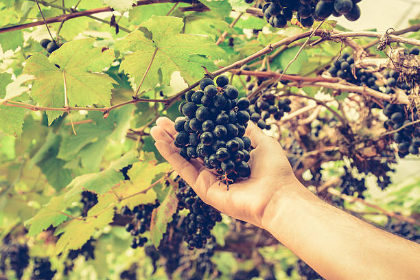 istock Hand picking grapes on the vine - vintage tone 470262278