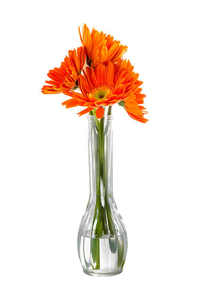 istock Reddish-orange Sunflowers in a Vase 470263073