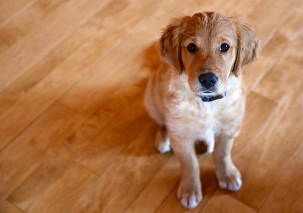 istock Golden retriever puppy on maple wood floor 470263177