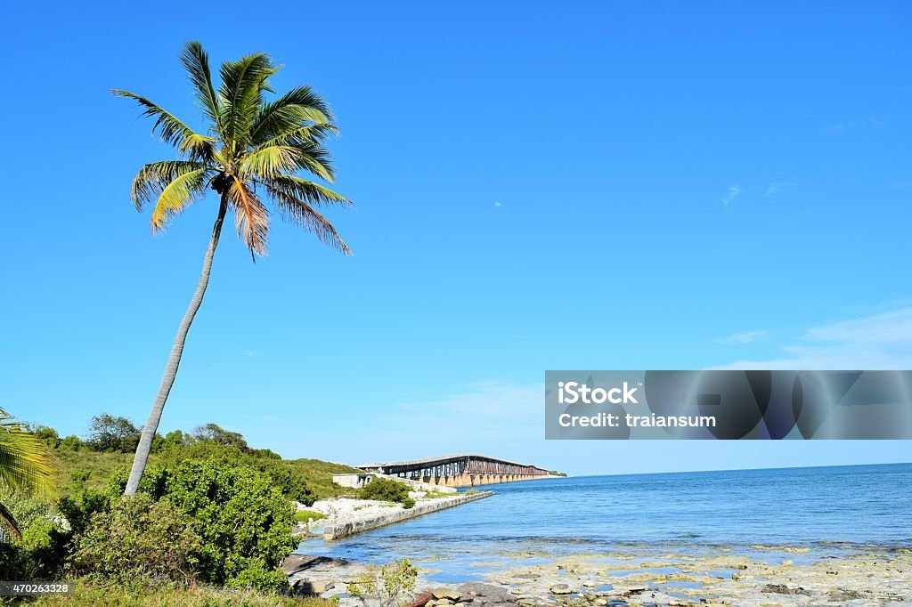 Palm tree on the Beach Palm tree on the beach with blue sky in Florida Keys tropical setting Tiki Stock Photo