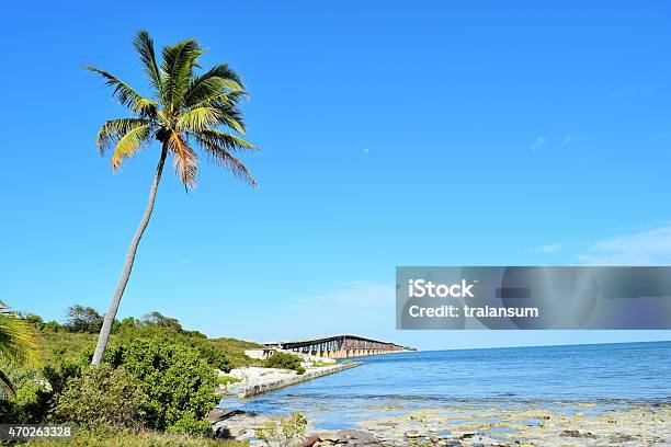 Palm Tree On The Beach Stock Photo - Download Image Now - Tiki, Key West, Island