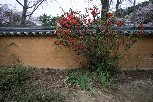 red camelia on the wall in a garden of a famous historical site in Gangneung, South Korea.