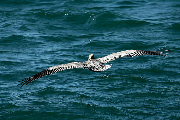 istock Brown pelican flying over water in Florida. 470265630