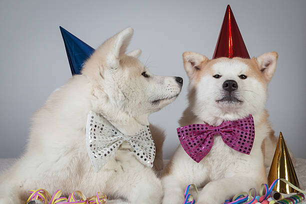dog akita inu party dress stock photo