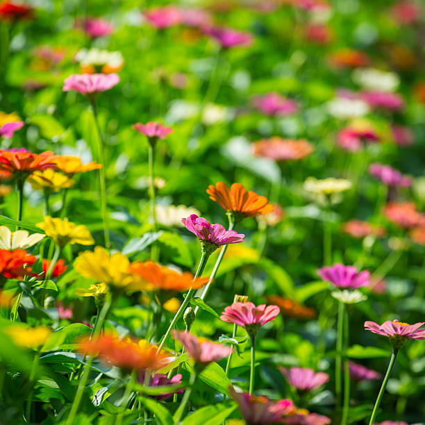 istock Beautiful flowers on a meadow 470266012