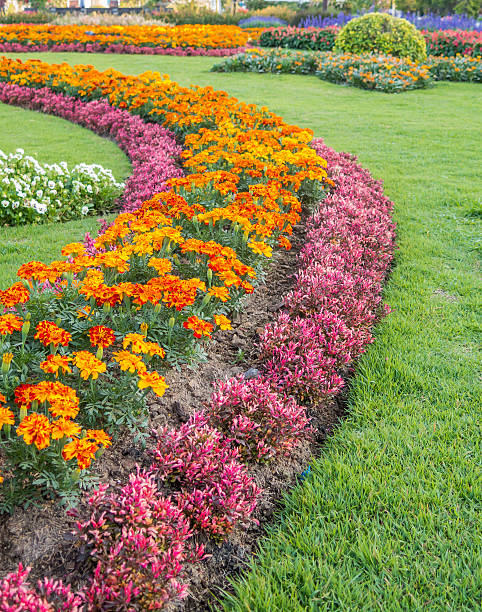 flowerbeds colorate e tortuosa erba percorso - plant flower ornamental garden flower bed foto e immagini stock