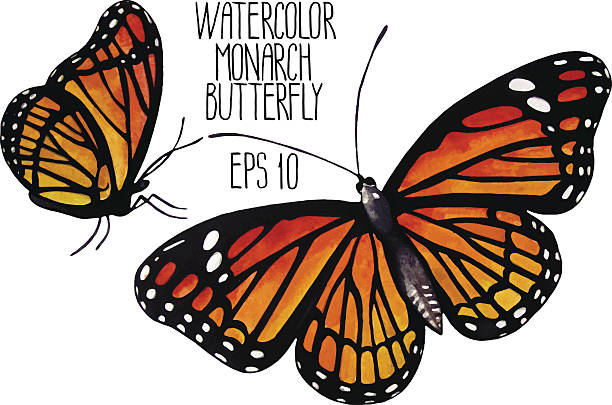 ilustraciones, imágenes clip art, dibujos animados e iconos de stock de acuarela monarca mariposas - butterfly monarch butterfly isolated flying