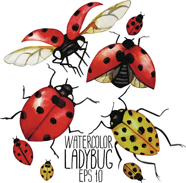 Vector illustration of Watercolor collection of ladybugs
