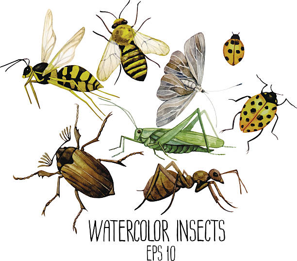 Watercolor set of insects Watercolor set of insects. Wasp, bee, moth, ladybug, grasshopper, ant, chafer. Top, front views.  Vector illustration isolated on white background painted grasshopper stock illustrations