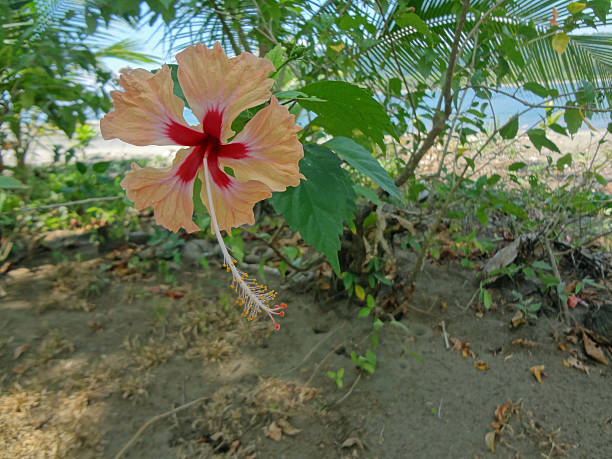 istock impressions from costa rica 470267911