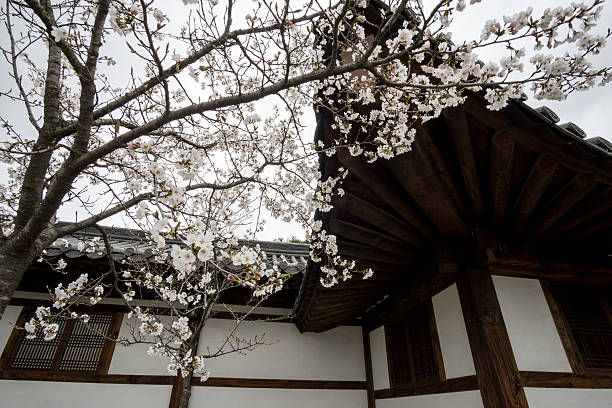 Cherry blossom hanging off the traditional korean house in Gangneung South Korea. Taken during the festival.