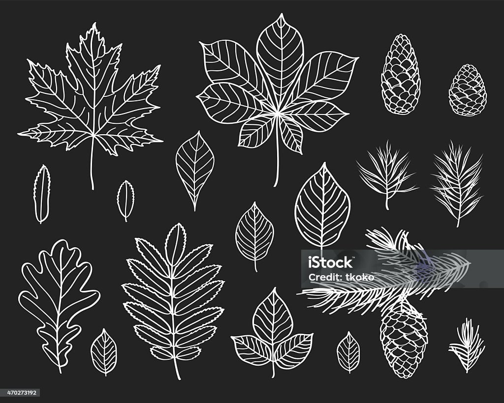 The leaves of different trees. Hand drawn with chalk on the black chalkboard. Branches and cones of conifers. Sketch, design elements. Vector illustration 2015 stock vector