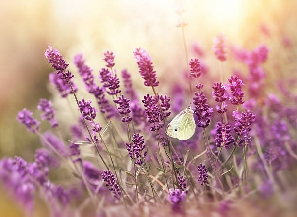 istock Beautiful nature - lavender flowers and butterfly 470273366