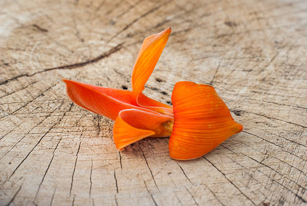 Bastard Teak Flower bloom, orange color