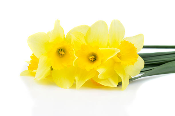 istock bunch of flowers isolated on white 470279002