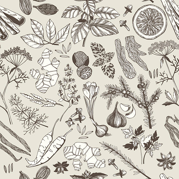 illustrations, cliparts, dessins animés et icônes de vecteur sans couture main motif dessinée avec des épices et des herbes - anise seed fennel backgrounds