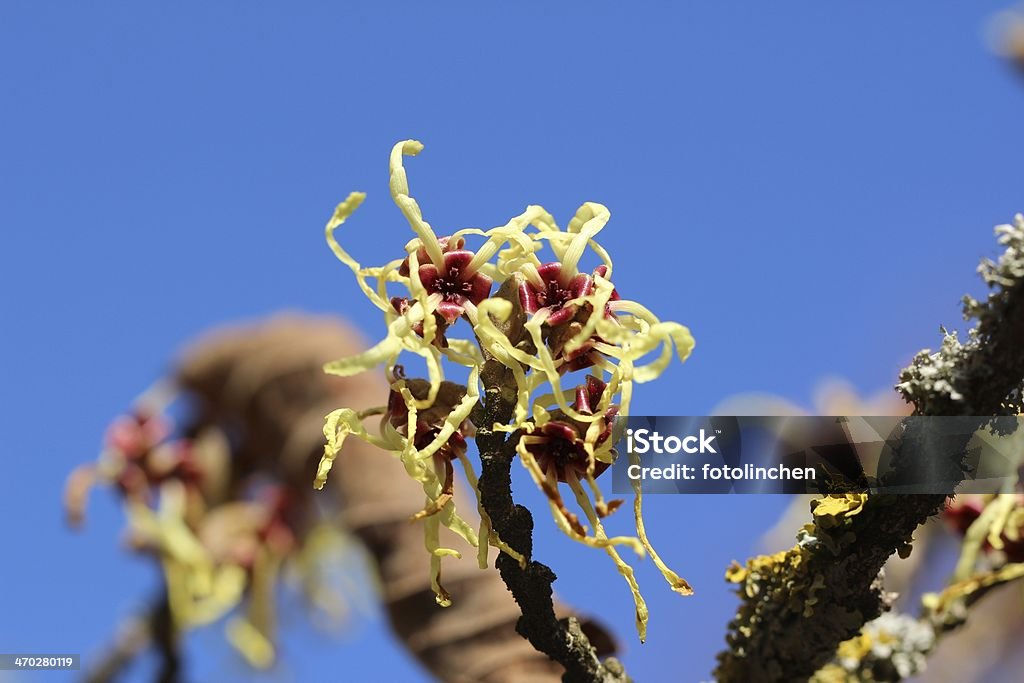 Hamamelis virginiana world rally championship - - Lizenzfrei Ast - Pflanzenbestandteil Stock-Foto