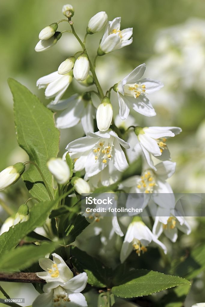 Galanthus bush - Lizenzfrei Blüte Stock-Foto