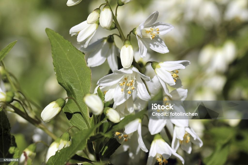 Galanthus bush - Lizenzfrei Blüte Stock-Foto