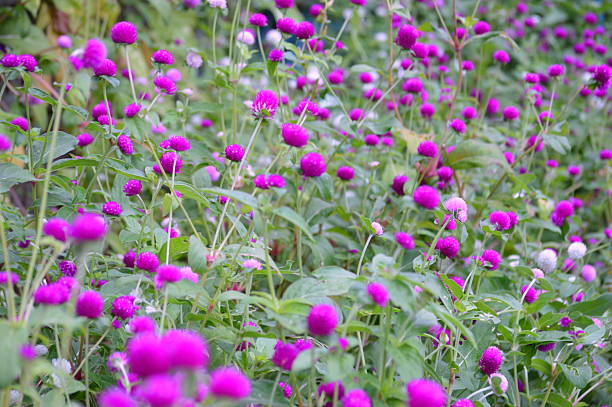 istock lovely little flowers 470280159