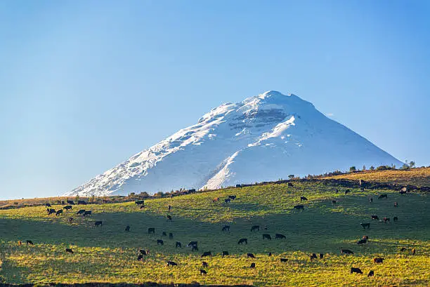 View of livestock on a hill with Cotopaxi Volcano towering over it in Ecuador