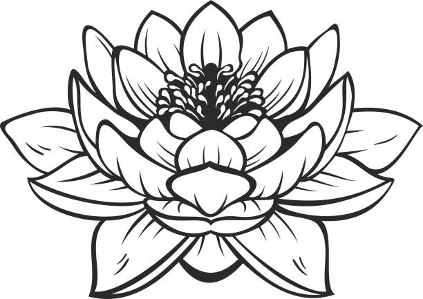 Black silhouette outline lotus. Vector tattoo illustration Black silhouette outline lotus (nelumbo), isolated on white. Vector tattoo illustration lotus flower drawing stock illustrations