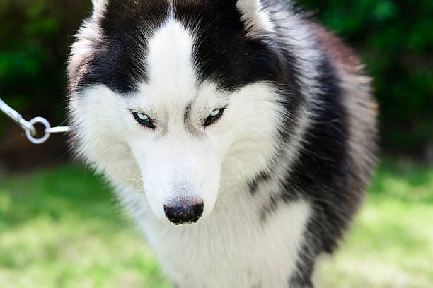 istock Husky portrait with sunny day. 470282018