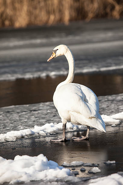 istock Mute Swan walking in the natural winter environment. 470283915