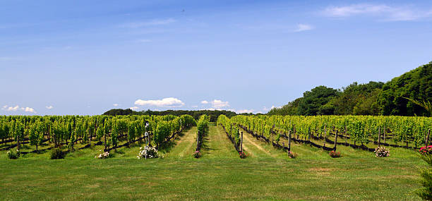 istock Beautiful Long Island Vineyard in Summer 470284732