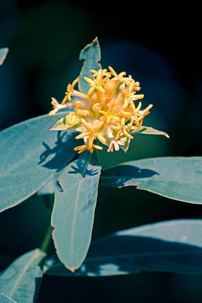 fish poison bush, balsam baum, gnidia glauca - hair balsam stock-fotos und bilder