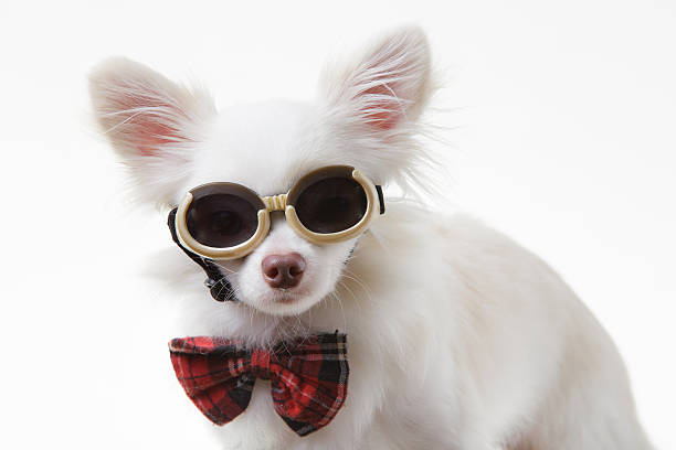 istock Chihuahua bow and dark glasses 470289506