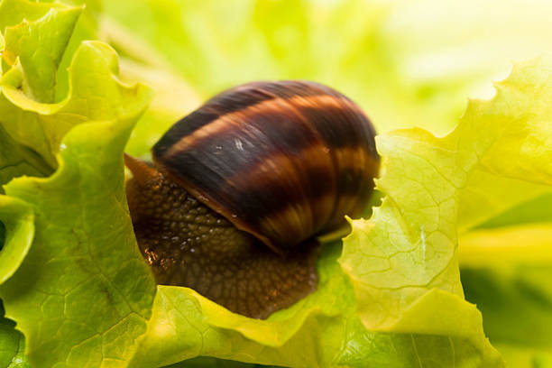 istock Snail [helix pomatia] eating and crawling on lettuce leaf 470290142