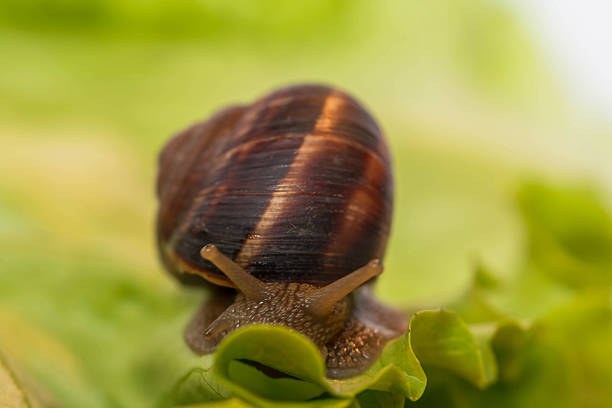istock Snail [helix pomatia] eating and crawling on lettuce leaf 470290146