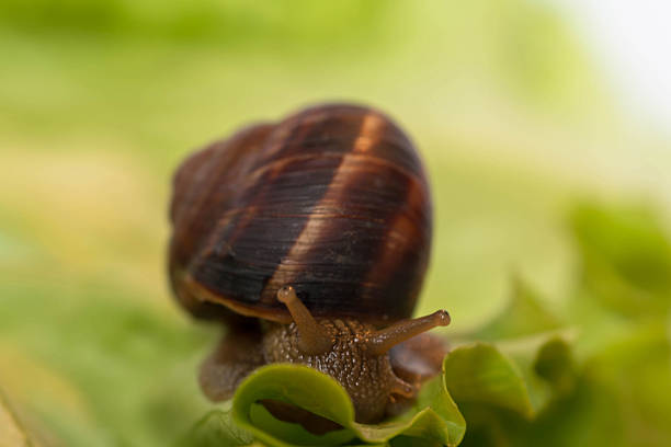 istock Snail [helix pomatia] eating and crawling on lettuce leaf 470290148
