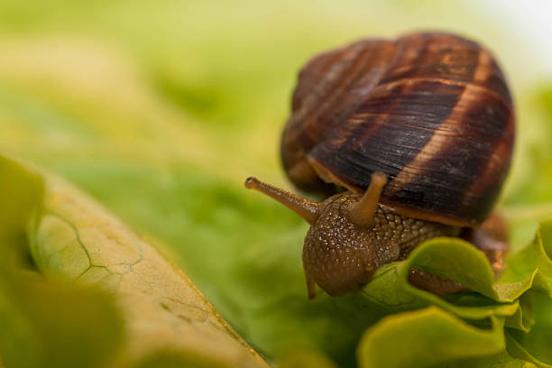 istock Snail [helix pomatia] eating and crawling on lettuce leaf 470290150