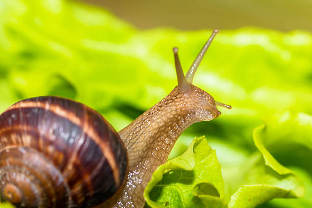 istock Snail [helix pomatia] eating and crawling on lettuce leaf 470290152
