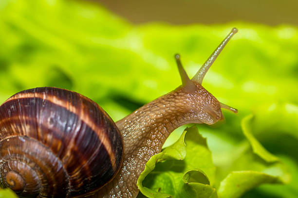 istock Snail [helix pomatia] eating and crawling on lettuce leaf 470290160