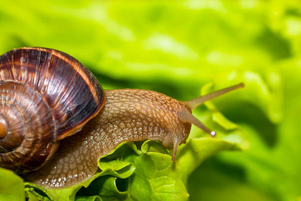 istock Snail [helix pomatia] eating and crawling on lettuce leaf 470290164