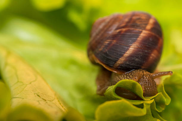 istock Snail [helix pomatia] eating and crawling on lettuce leaf 470290166
